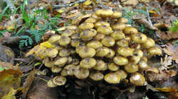 Armillaria_mellea_.thumb.JPG.b8aa99116322da8029632bc1c81e13cb.JPG