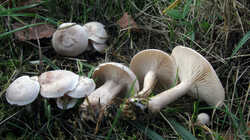 Clitocybe_rivulosa_AWP_20231031.thumb.JPG.29988a9f09719f5a4dd8e4e19587a5d3.JPG