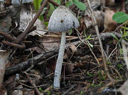 Coprinopsis_lagopus_1_SAE_20230430.jpg