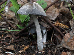 Coprinopsis_lagopus_2_SAE_20230430.jpg