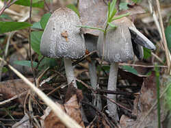 Coprinopsis_lagopus_3_SAE_20230430.jpg