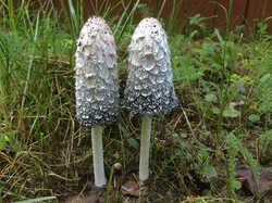 Coprinus_comatus_SAE_20230916.jpg