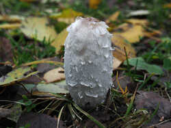 Coprinus_comatus_SAE_20231021.jpg