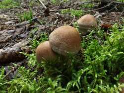 Cortinarius_laniger_MVK_20230823-01.JPG