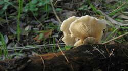 Crepidotus_mollis_2_AWP_20231107.thumb.JPG.f8675e021fff5ecdcf79d10e27cb0971.JPG