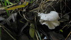 Crepidotus_mollis_AWP_20231107.thumb.JPG.0fd8e5821e73cfc027a9642c2555d608.JPG
