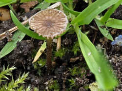 Fungus_sp_1_SAE_20230522.jpg