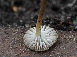 Fungus_sp_2_SAE_20230522.jpg