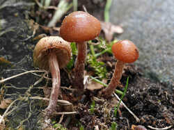 Galerina_sp_SAE_20230506.jpg