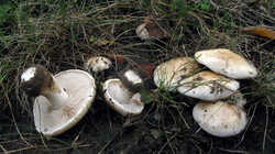 Hebeloma_crustuliniforme_AWP_20231031.thumb.JPG.8f120a6622b3bfaca89e50f8ba735f6f.JPG