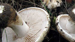 Hebeloma_crustuliniforme_AWP_20231031_F.thumb.JPG.a81d454145fd6bf25e185606d4140e2e.JPG