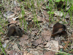 Helvella_pezizoides_1_SAE_20230604.jpg