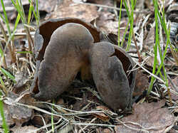 Helvella_pezizoides_2_1_SAE_20230604.jpg