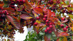 IMG_5097.thumb.JPG.08f422e78cfe807f822793d2426c7343.JPG
