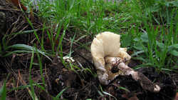IMG_5240.thumb.JPG.a1ecbdeba3cae394562e53cbc78940cd.JPG
