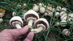 IMG_5675.thumb.JPG.25dd926bab059297cef03c110b00d616.JPG