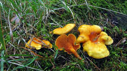IMG_5739.thumb.JPG.1171e8f9fddd7cb105dae3cf15284f87.JPG