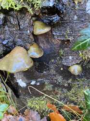 IMG_8787.jpeg