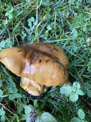 IMG_8791.jpeg