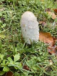 IMG_8794.jpeg