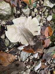 IMG_8797.jpeg