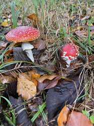 IMG_8799.jpeg