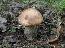 Leccinum_scabrum_SAE_20230609.jpg