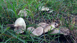 Lepista_panaeolus_AWP_20231113.thumb.JPG.59cbd2bfaaa95ef9e843be68329b8b38.JPG