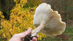 Leucopaxillus_giganteus_AWP_20231110.thumb.JPG.91e75a62237fdc6d560c9a5247a204b0.JPG