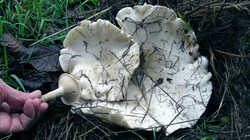 Leucopaxillus_giganteus_AWP_20231113_.thumb.JPG.6c98328a05ad9e76b552282c53e686b1.JPG