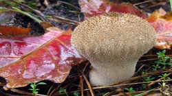 Lycoperdon_perlatum_AWP_20231105.thumb.JPG.0dacd12406967bedee557044b4657dcc.JPG