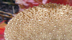 Lycoperdon_perlatum_AWP_20231105_F.thumb.JPG.86803ec64325f9757194dcbbd6d2a6bf.JPG