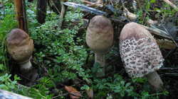 Macrolepiota_procera_AWP_20231110.thumb.JPG.d183c0bff5afc62eacf4459846584283.JPG