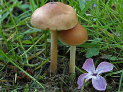 Marasmius_oreades_SAE_20230604.jpg