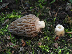 Morchella_conica_SAE_20230502.jpg