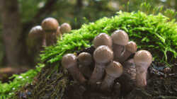 Mucidula__mucida_AWP_20231102.thumb.JPG.8d96f653ac53e7de8ce1800d2b3cb34f.JPG