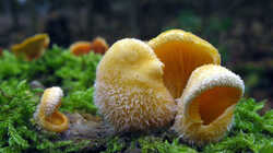 Phyllotopsis_nidulans_AWP_20231114.thumb.jpg.8f7ab8f279087131e0a7fbb0b3c6e6b4.jpg