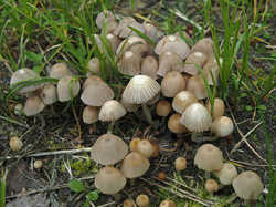 Psathyrella_sp_1_1_SAE_20230604.jpg