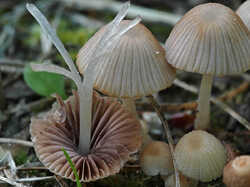 Psathyrella_sp_1_2_SAE_20230604.jpg