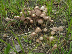 Psathyrella_sp_2_1_SAE_20230605.jpg