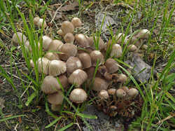 Psathyrella_sp_2_2_SAE_20230605.jpg