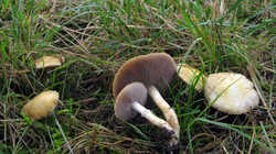 Psilocybe_coronilla_sp_AWP_20231105.thumb.JPG.3b05e76d0581a74942e56a3b3934a37d.JPG