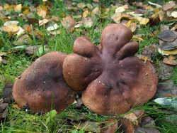 Tricholoma_fulvum_SAE_1_20231022.jpg