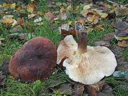 Tricholoma_fulvum_SAE_2_20231022.jpg