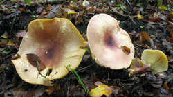 Tricholomopsis_rutilans.thumb.JPG.94994a65c84d65d3e31972b8ac318542.JPG