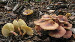 Tricholomopsis_rutilans_2.thumb.JPG.88a36173e8bf566715e78bce1dd1047a.JPG