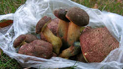 Xerocomellus_chrysenteron_3_AWP_20231105.thumb.JPG.e14bcdd4e7f4929820e0c6c997a7f651.JPG