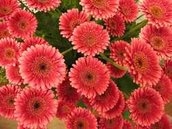 1663099393_9-mykaleidoscope-ru-p-gerbera-sadovaya-oboi-9.thumb.jpg.e477a5cbcdd5cf5129227b5a386c4f32.jpg