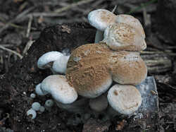 Asterophora_lycoperdoides_2_SAE_20230803.jpg