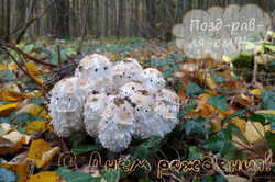 Coprinus_comatus_AWP_201511.thumb.jpg.5e50673d1710ee2b50bf1cbee3873c1e.jpg